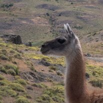 IMG_3116 14/01/2019 - On se sait toujours pas si les guanacos crachent comme les lamas. Faut dire que l'on ne les exite pas. I can't believe these animals do anything as...